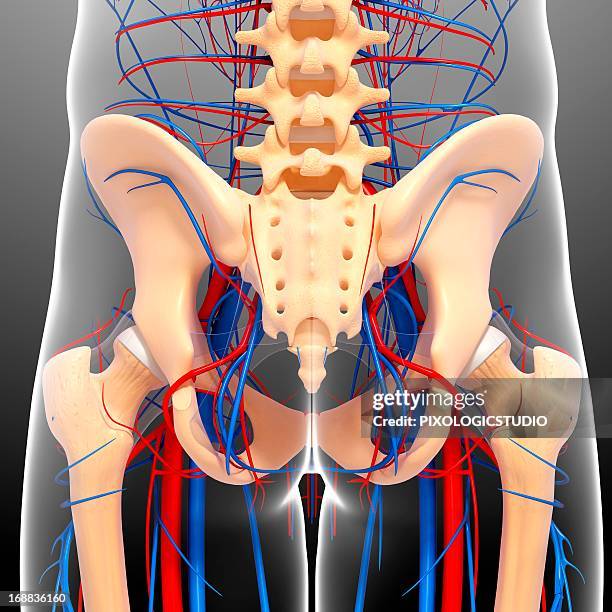 pelvis anatomy, artwork - pelvis stock illustrations