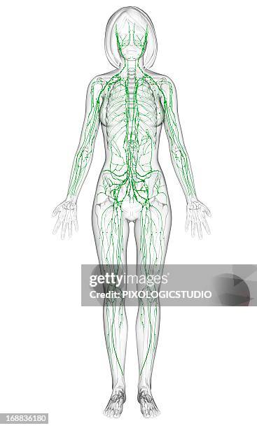 female lymphatic system, artwork - lymphsystem stock-grafiken, -clipart, -cartoons und -symbole