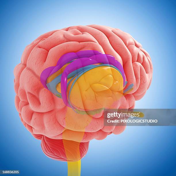 Thalamus Photos and Premium High Res Pictures - Getty Images