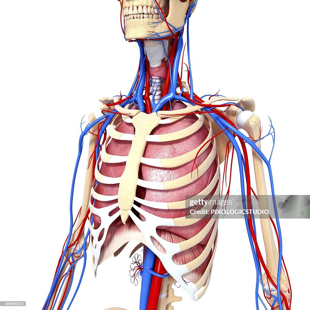 Chest Anatomy Artwork High Biology Diagrams