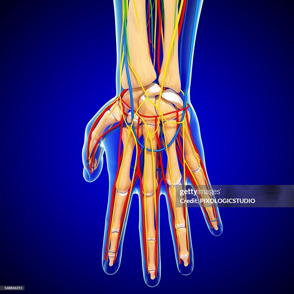 Haend Hand Anatomy Artwork High-Res Vector Graphic - Getty Images