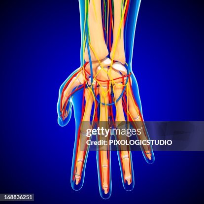 Hand Body Hand Anatomy Artwork High-Res Vector Graphic - Getty Images