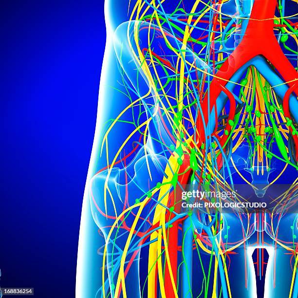 pelvis anatomy, artwork - femoral artery stock illustrations