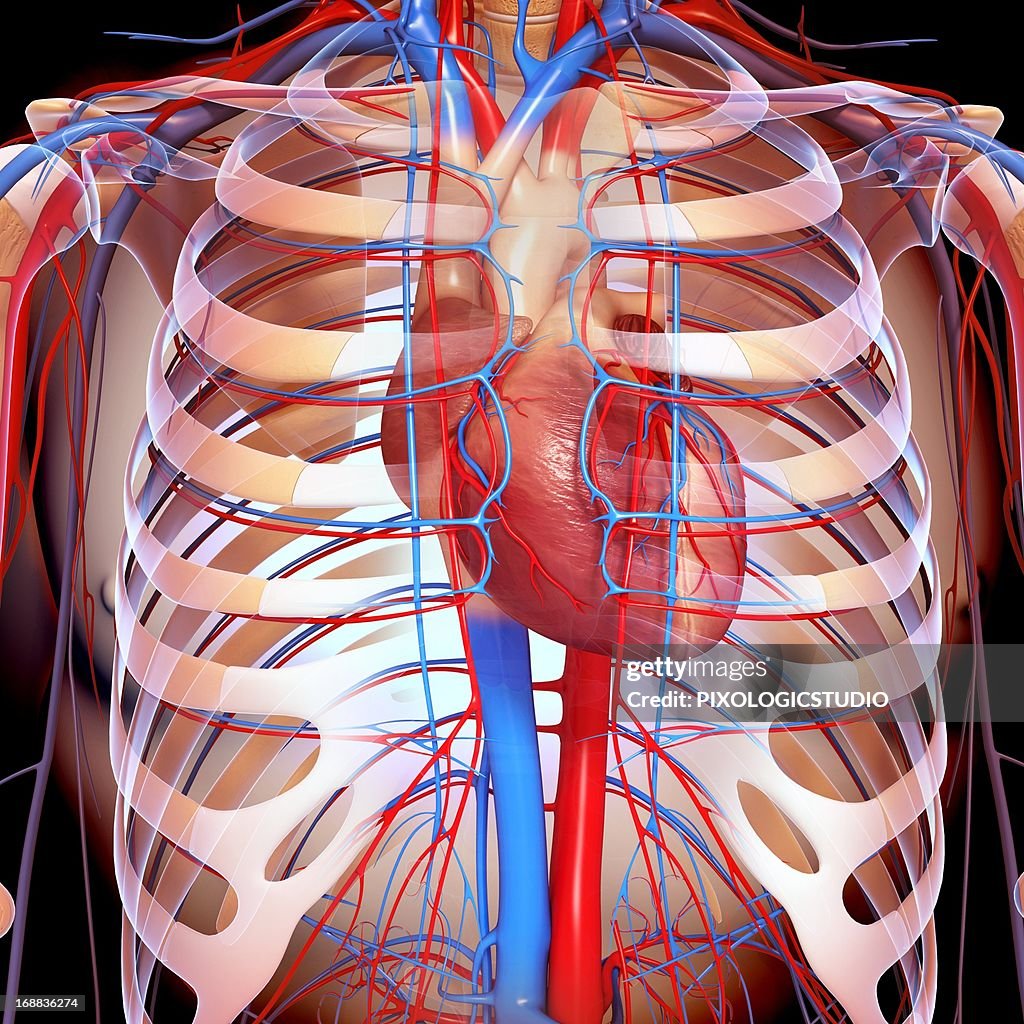 Chest Anatomy Artwork High-Res Vector Graphic - Getty Images