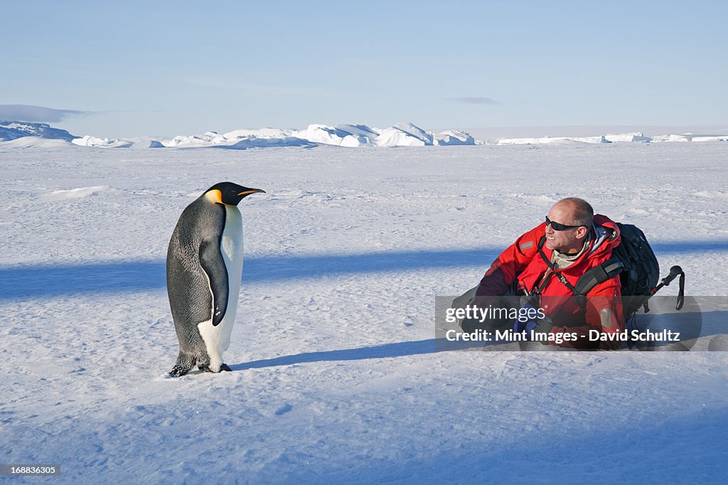 A man lying on his side on the ice, close to an emperor penguin standing motionless.