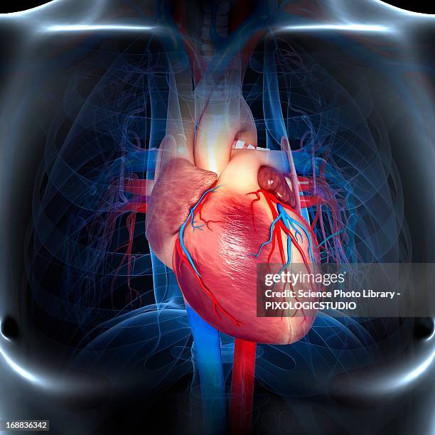 human heart, artwork - human vein stock illustrations