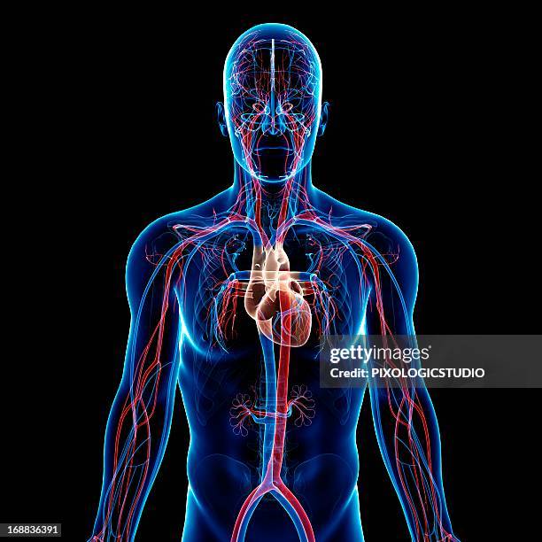 male cardiovascular system, artwork - respiratory system stock-grafiken, -clipart, -cartoons und -symbole