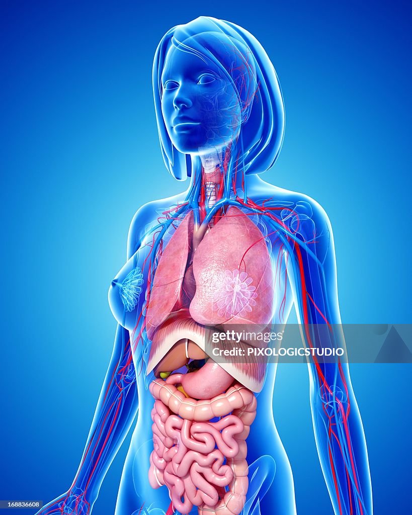Female anatomy, artwork