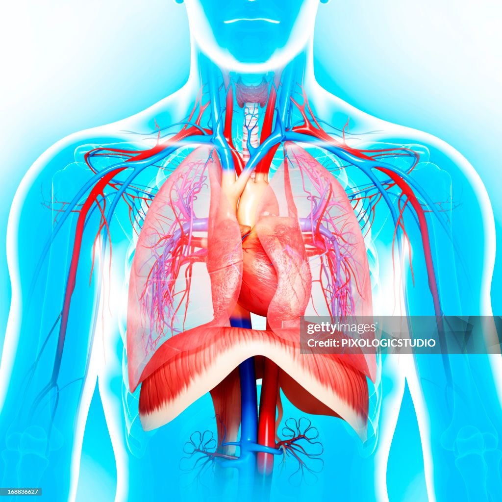 Male anatomy, artwork