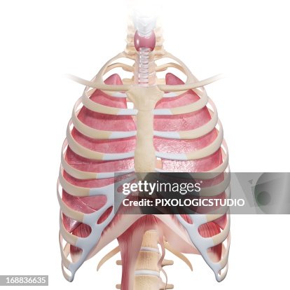 Chest Anatomy Artwork High-Res Vector Graphic - Getty Images
