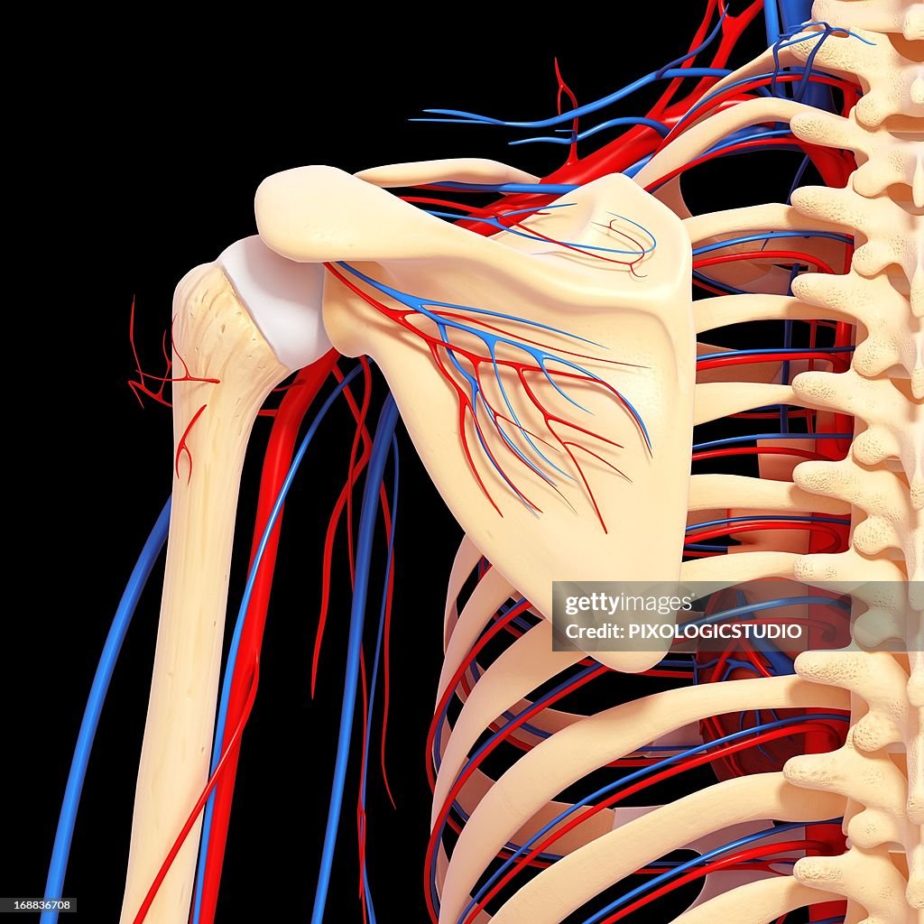 Shoulder Shape Shoulder Anatomy Artwork High-Res Vector Graphic - Getty Images