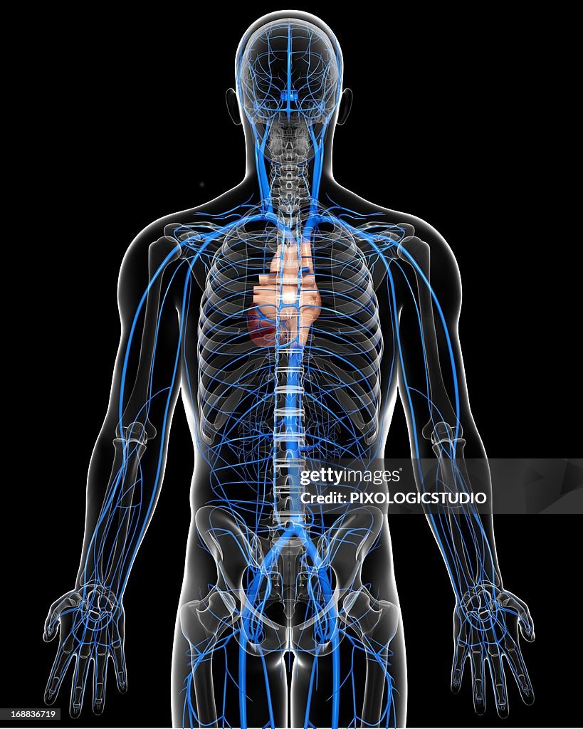 Human Veins Artwork High Biology Diagrams