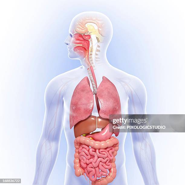 stockillustraties, clipart, cartoons en iconen met male anatomy, artwork - human digestive system