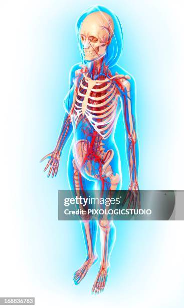 female anatomy, artwork - femoral artery stock illustrations