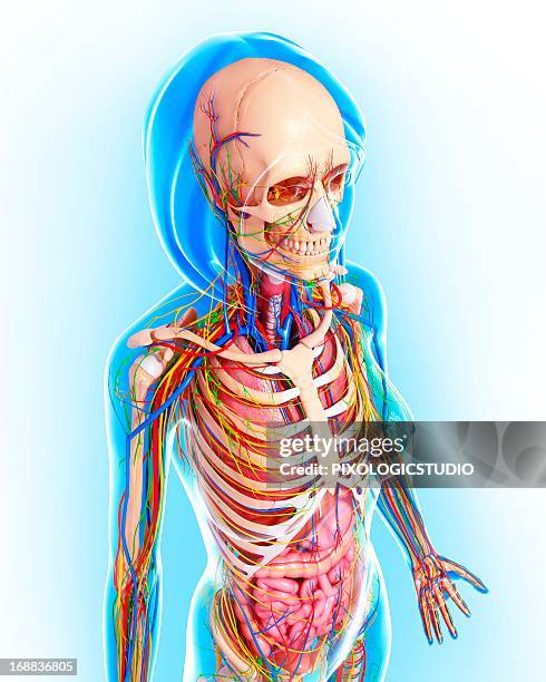 female anatomy, artwork - carotid artery stock illustrations