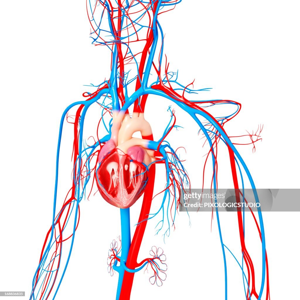 Cardiovascular system, artwork