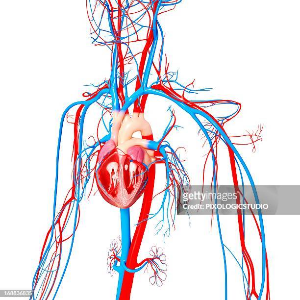 cardiovascular system, artwork - arteries stock illustrations
