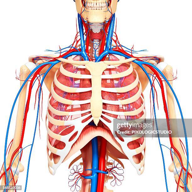 ilustrações, clipart, desenhos animados e ícones de chest anatomy, artwork - cardiac muscle tissue