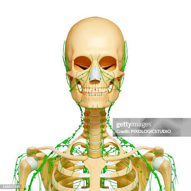 Jaw Anatomy Stockfotos en Biology Diagrams