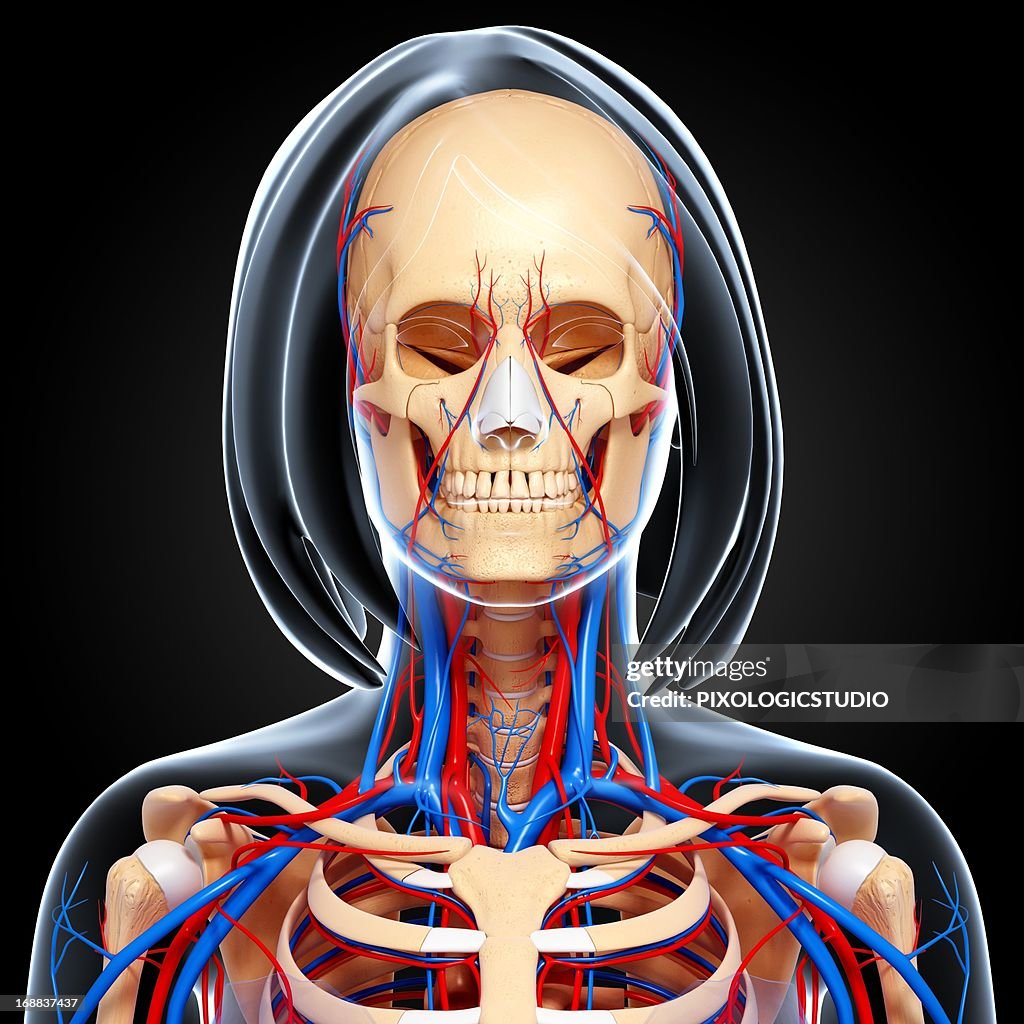 Female anatomy, artwork