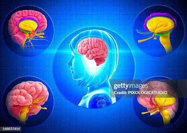 brain anatomy, artwork - eeg stock illustrations