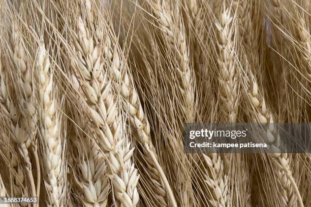 wheat close-up - organic grain texture macro - thunderstorm stock pictures, royalty-free photos & images