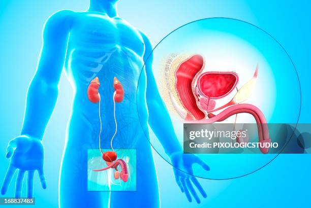 male reproductive system, artwork - prostate gland stock illustrations