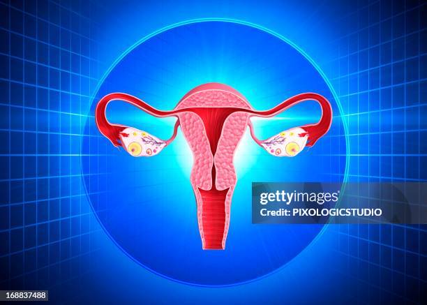 841点の卵巣イラスト素材 Getty Images 841点の卵巣イラスト素材 Getty Images