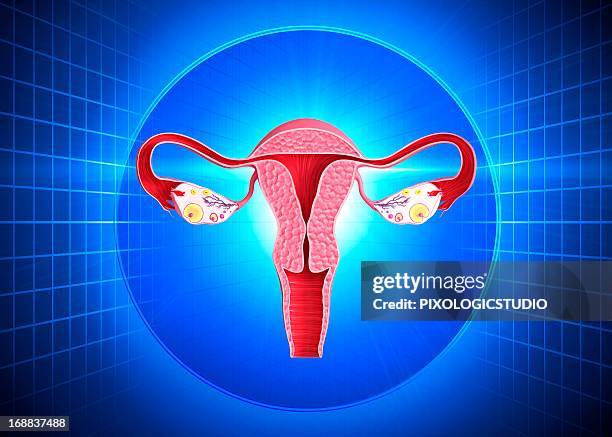 bildbanksillustrationer, clip art samt tecknat material och ikoner med female reproductive system, artwork - äggledare