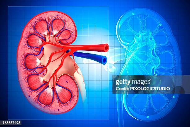 ilustraciones, imágenes clip art, dibujos animados e iconos de stock de healthy kidney, artwork - human kidney