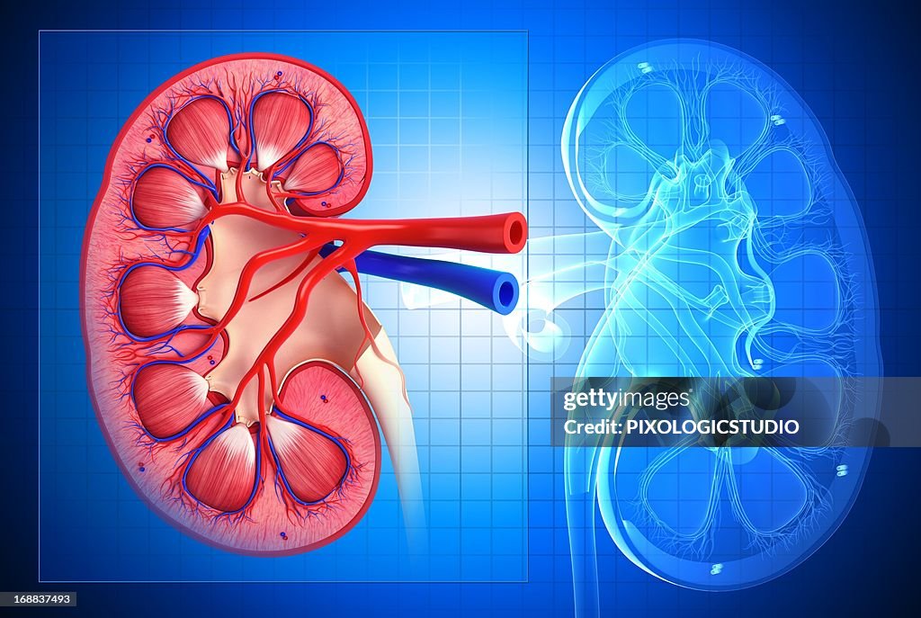 Healthy kidney, artwork