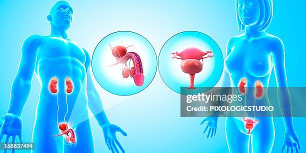 stockillustraties, clipart, cartoons en iconen met urinary and reproductive systems, artwork - male likeness