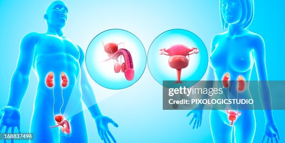 Urinary and reproductive systems, artwork Urinary and reproductive systems, artwork