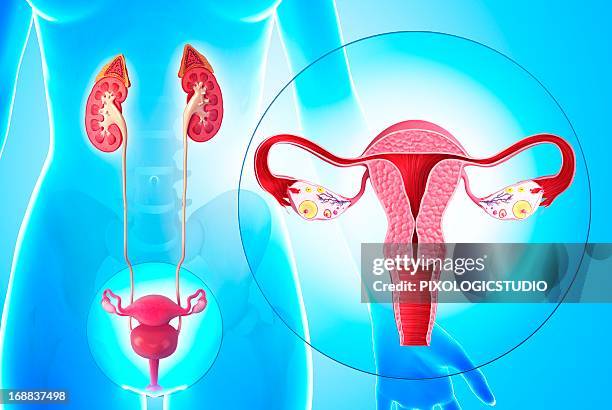 female reproductive system, artwork - intimzone stock-grafiken, -clipart, -cartoons und -symbole