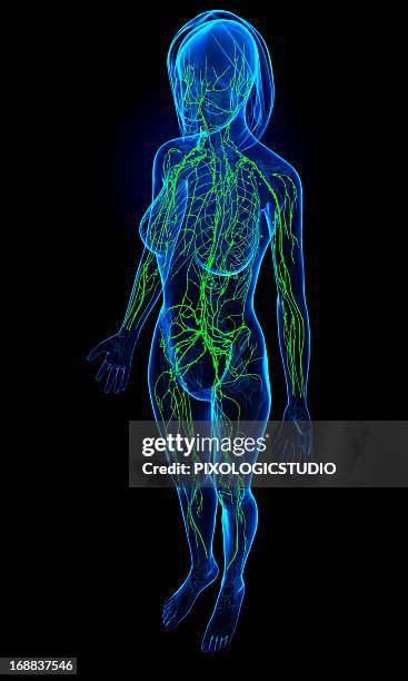 female lymphatic system, artwork - lymph node stock illustrations