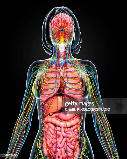 female anatomy, artwork - brain drain stock illustrations