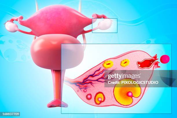ovarian cycle, artwork - fertility cycle stock illustrations