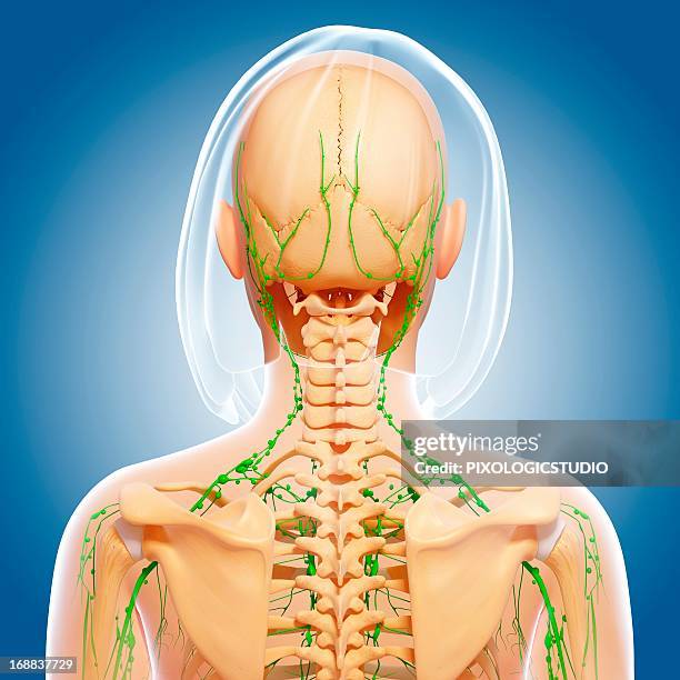 upper body anatomy, artwork - lymph node stock illustrations