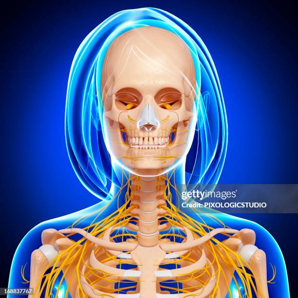 Human Jaw Bone High Res Illustrations Biology Diagrams