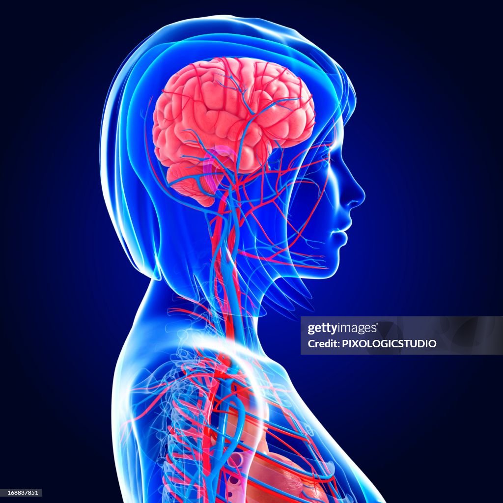 Female anatomy, artwork