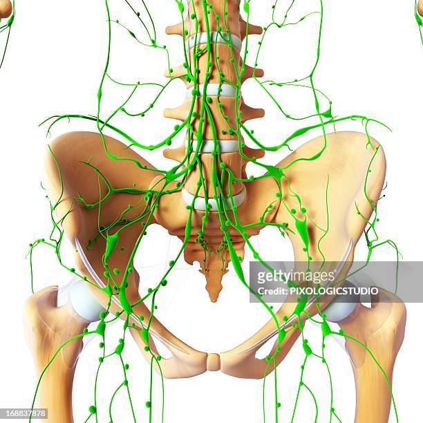 human anatomy, artwork - lymph node stock illustrations