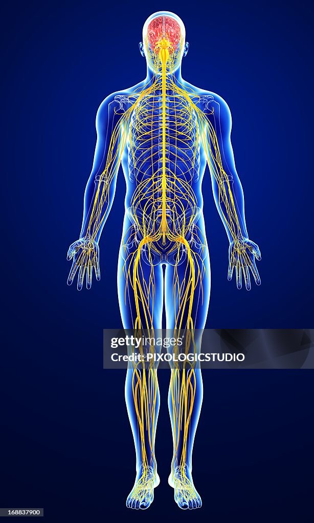 Male nervous system, artwork