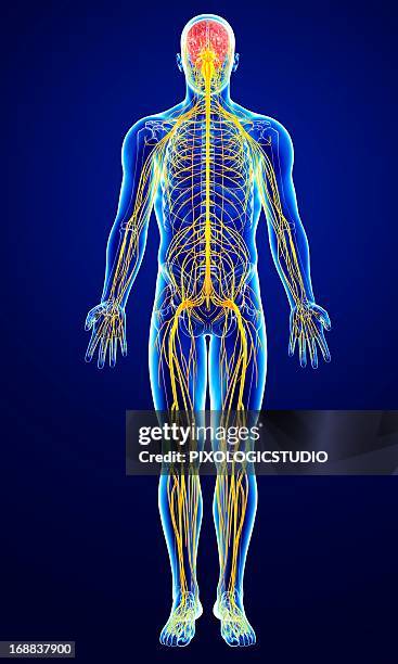 stockillustraties, clipart, cartoons en iconen met male nervous system, artwork - mannelijke gelijkenis