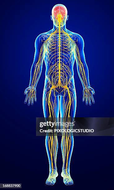 male nervous system, artwork - male likeness stock illustrations