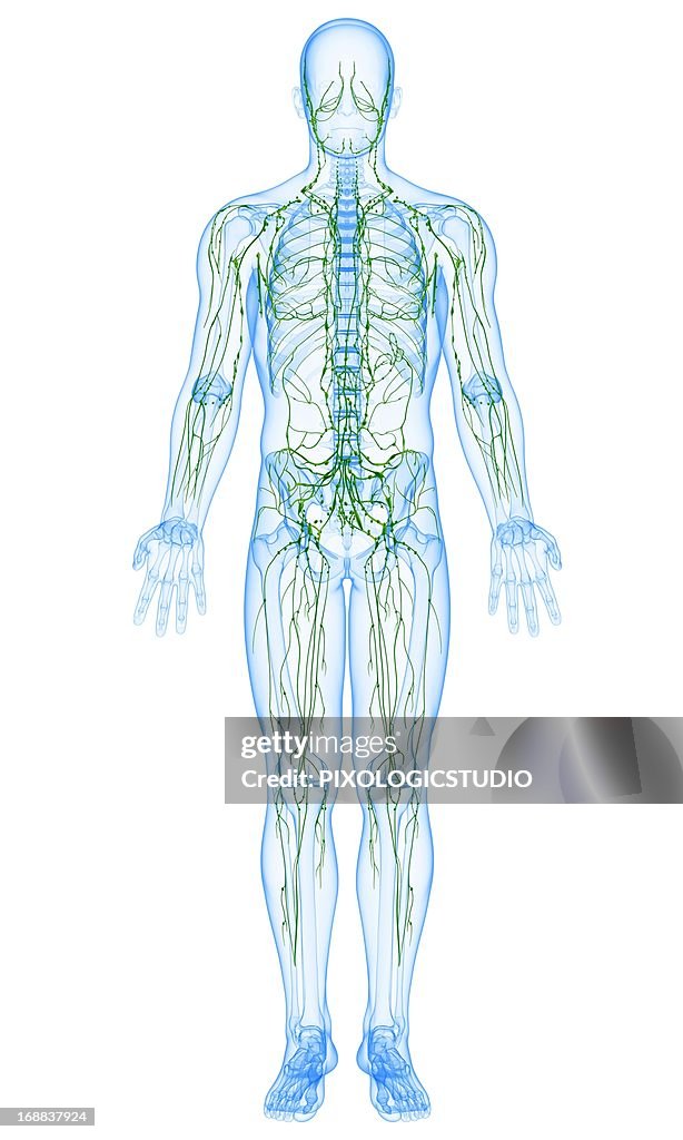 Male lymphatic system, artwork