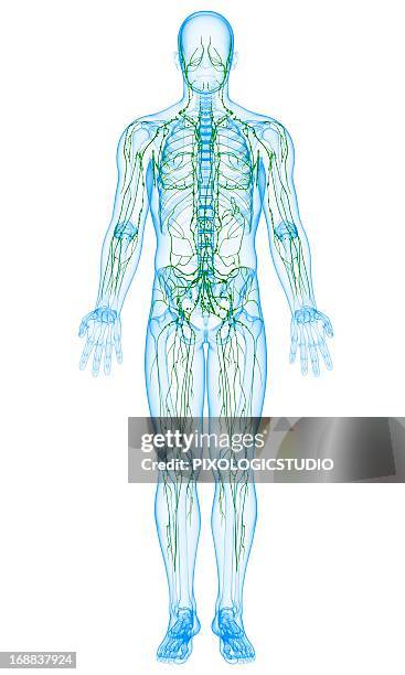 male lymphatic system, artwork - lymphatic system stock illustrations