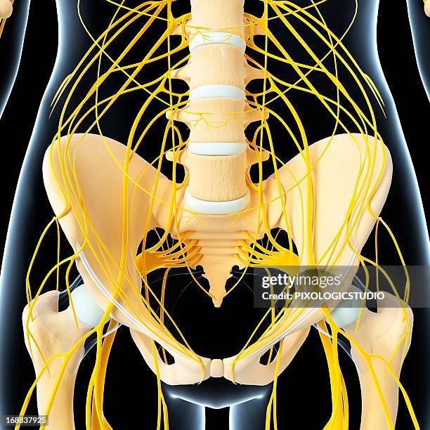 Android Sacrum 258 Sacrum Anterior View Stock Photos, High-Res Pictures, and Images ...
