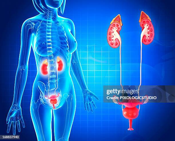 female reproductive system, artwork - intimzone stock-grafiken, -clipart, -cartoons und -symbole