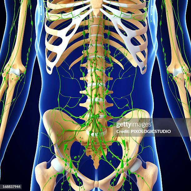 Mid Section View Of A Human Skeleton Photos and Premium High Res ...