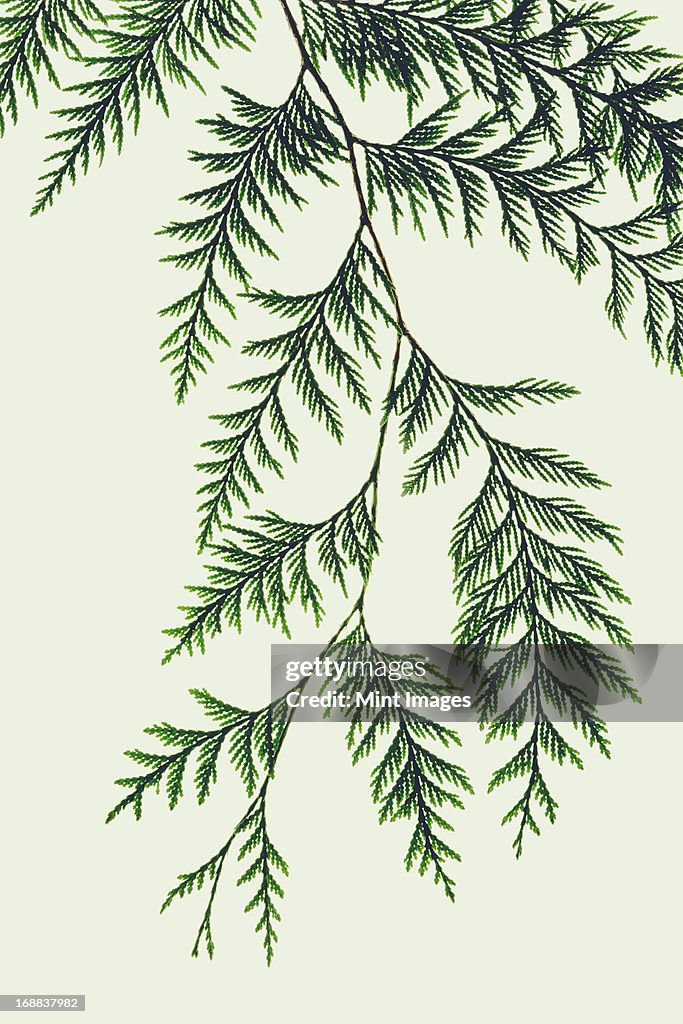 Western red cedar tree branch with green linear shaped leaves against a white background.